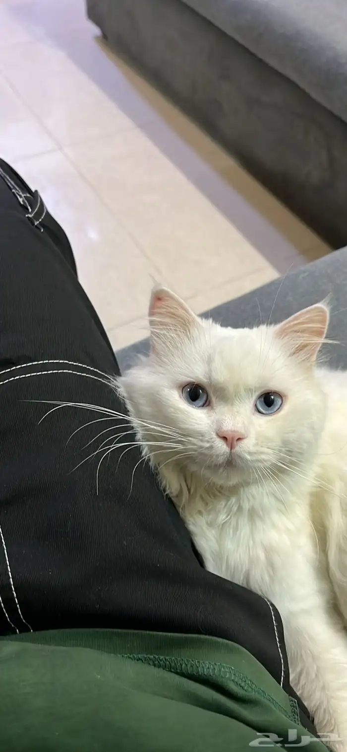 قط شيرازي 0
