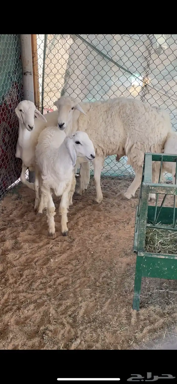 خروف فحل و ثلاث طليان 1