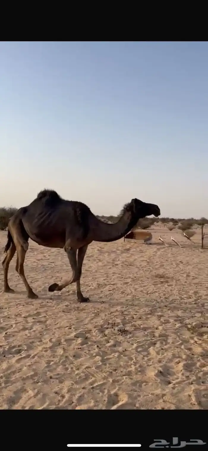 ناقه عشرا مبيوع ولدها واضربتها اخر الشتاء ولا عشرت 0