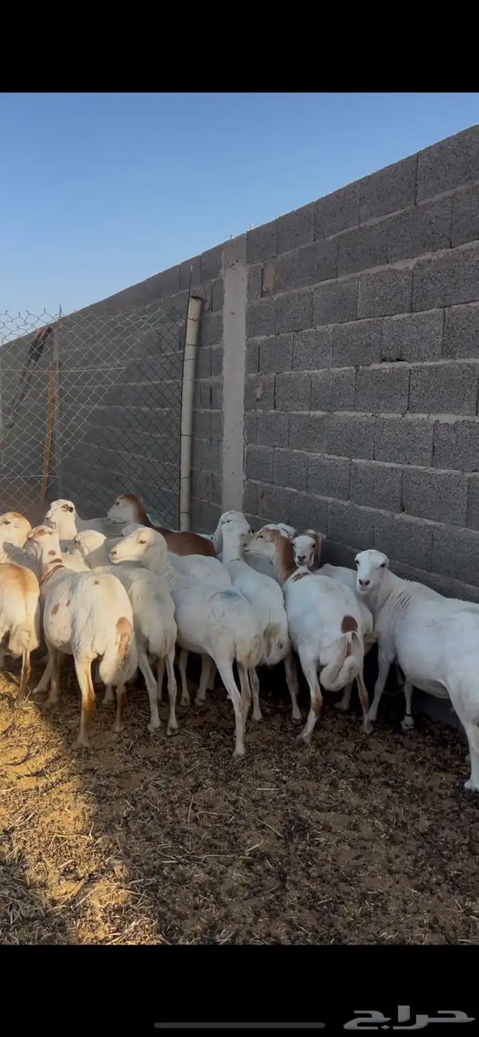 غنم رفيد للبيع 5