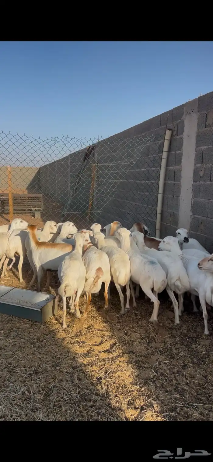 غنم رفيد للبيع 3