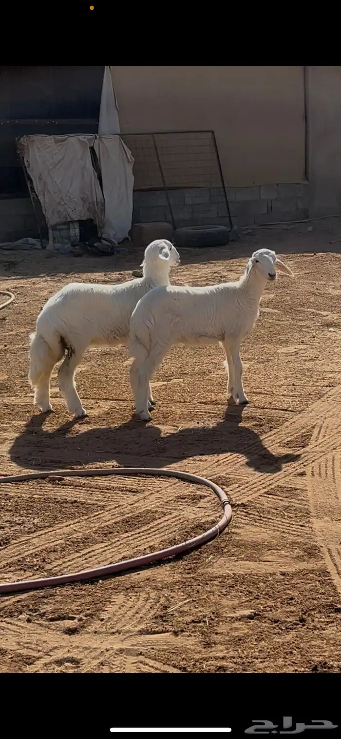حريات رخال 1