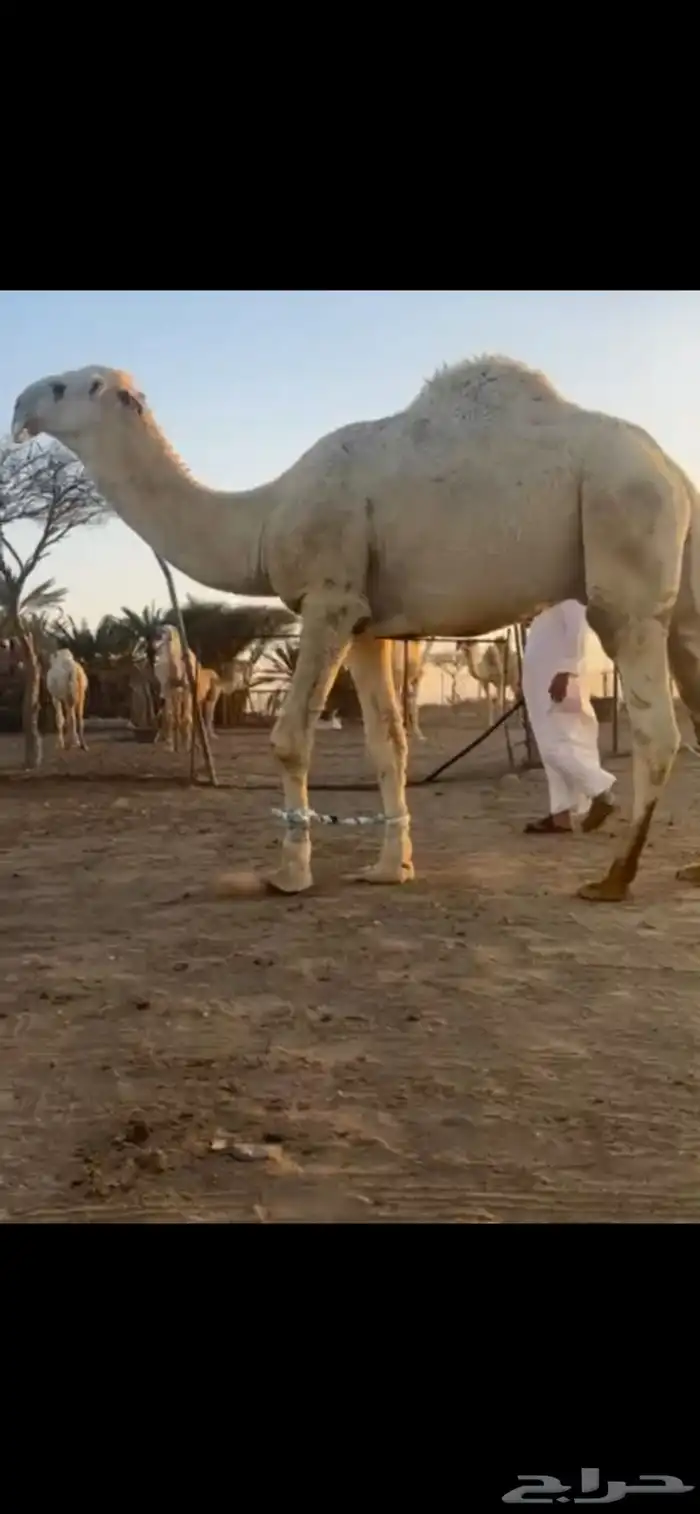 جذع باتلي 0
