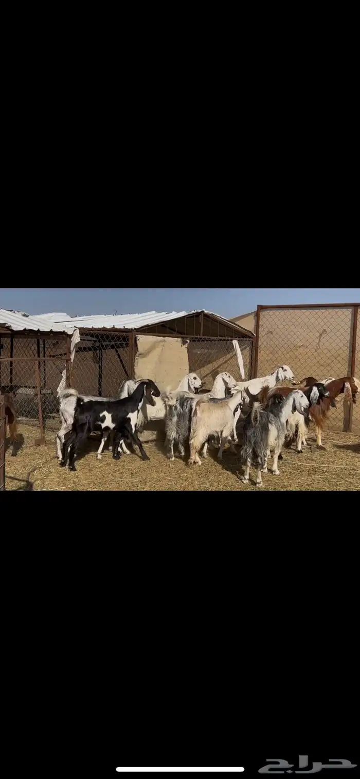 معزا مراح اباكير 1