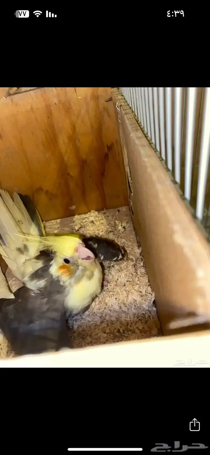 زوج كروان منتج 2