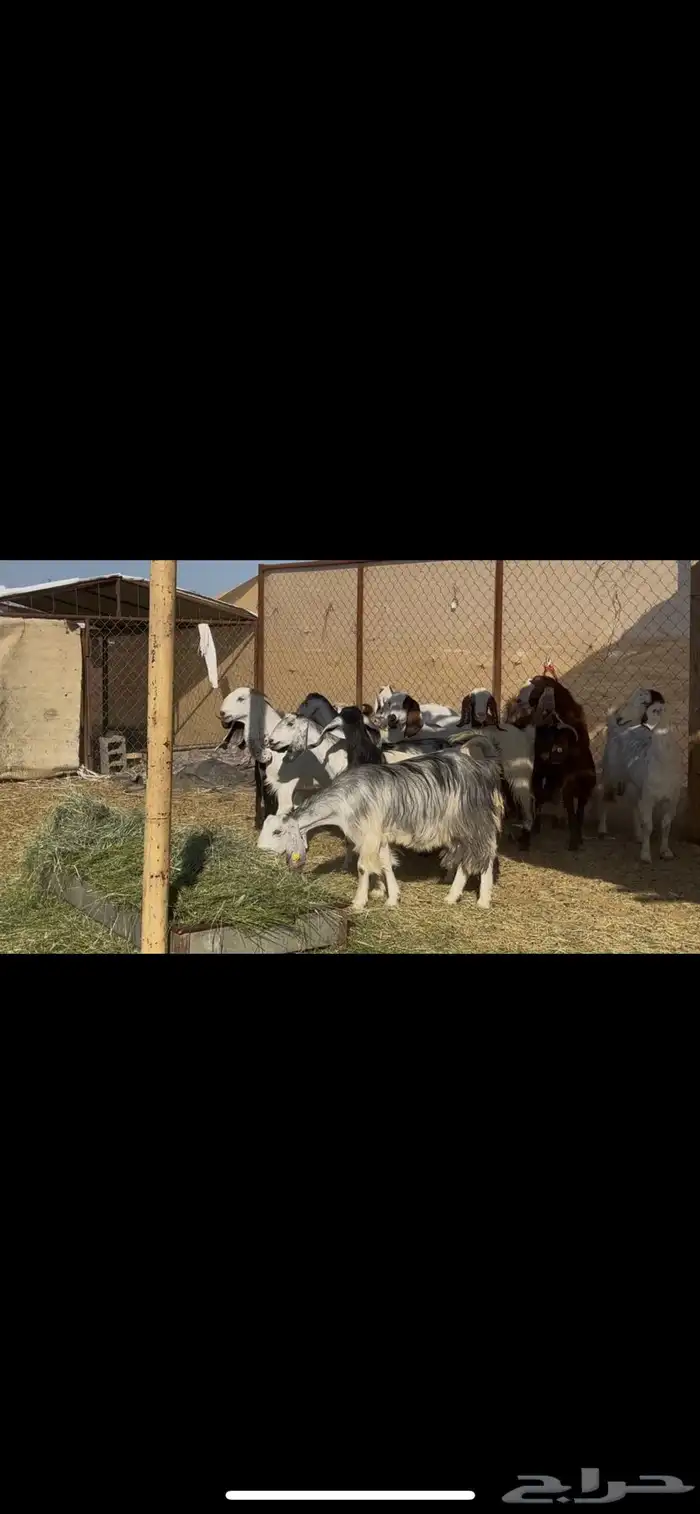 معزا مراح اباكير 6