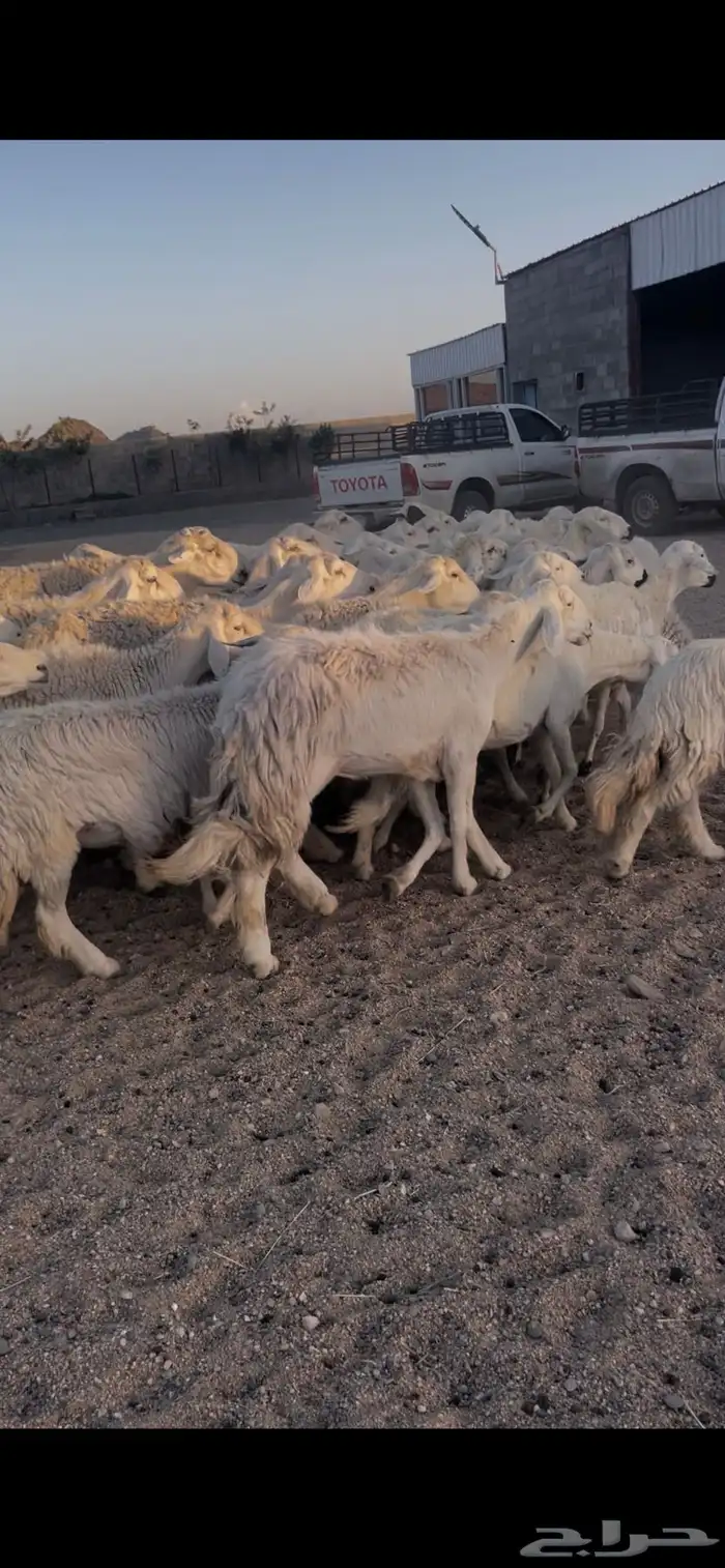 غنم دفع 16