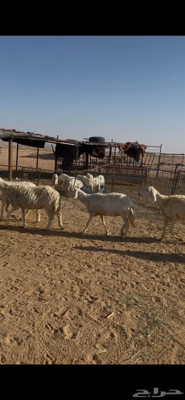 للبيع غنم حرش 6