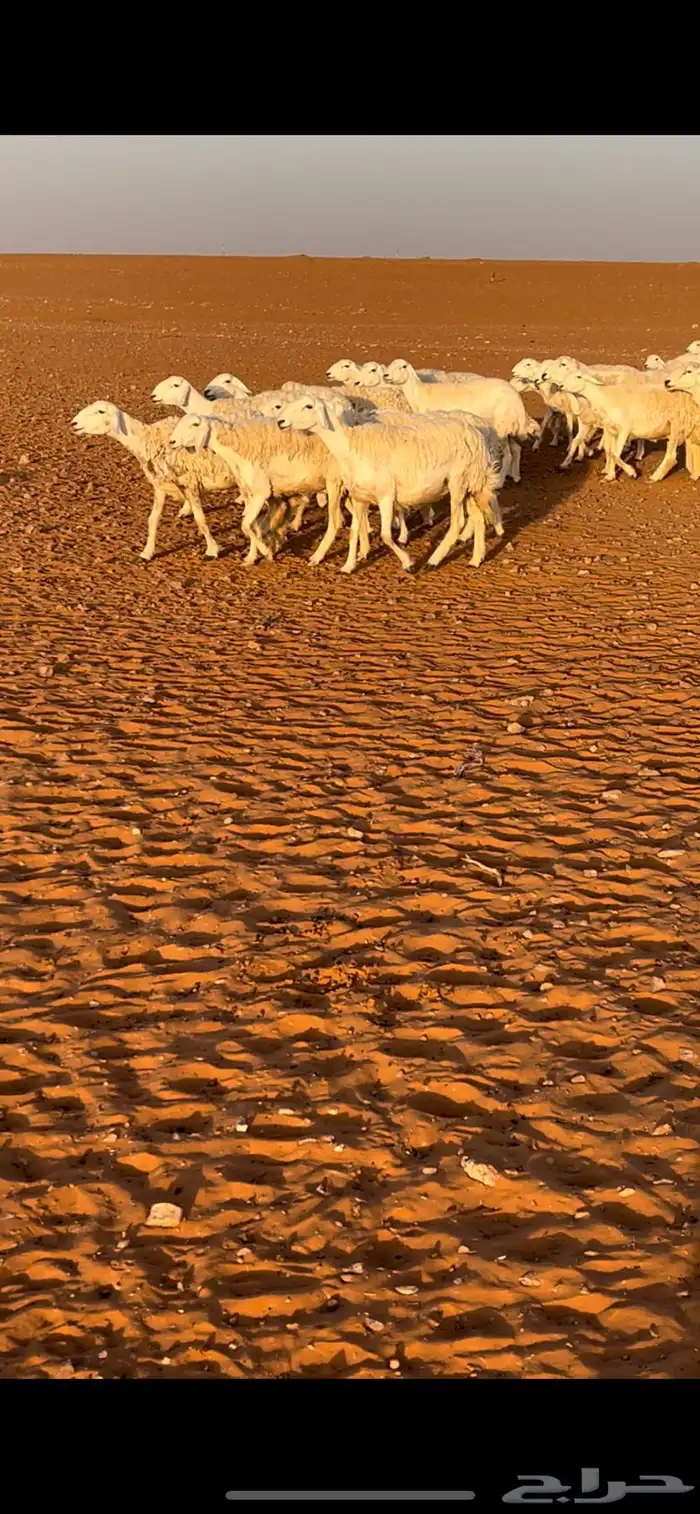 للبيع غنم حريات مراح واحد 8