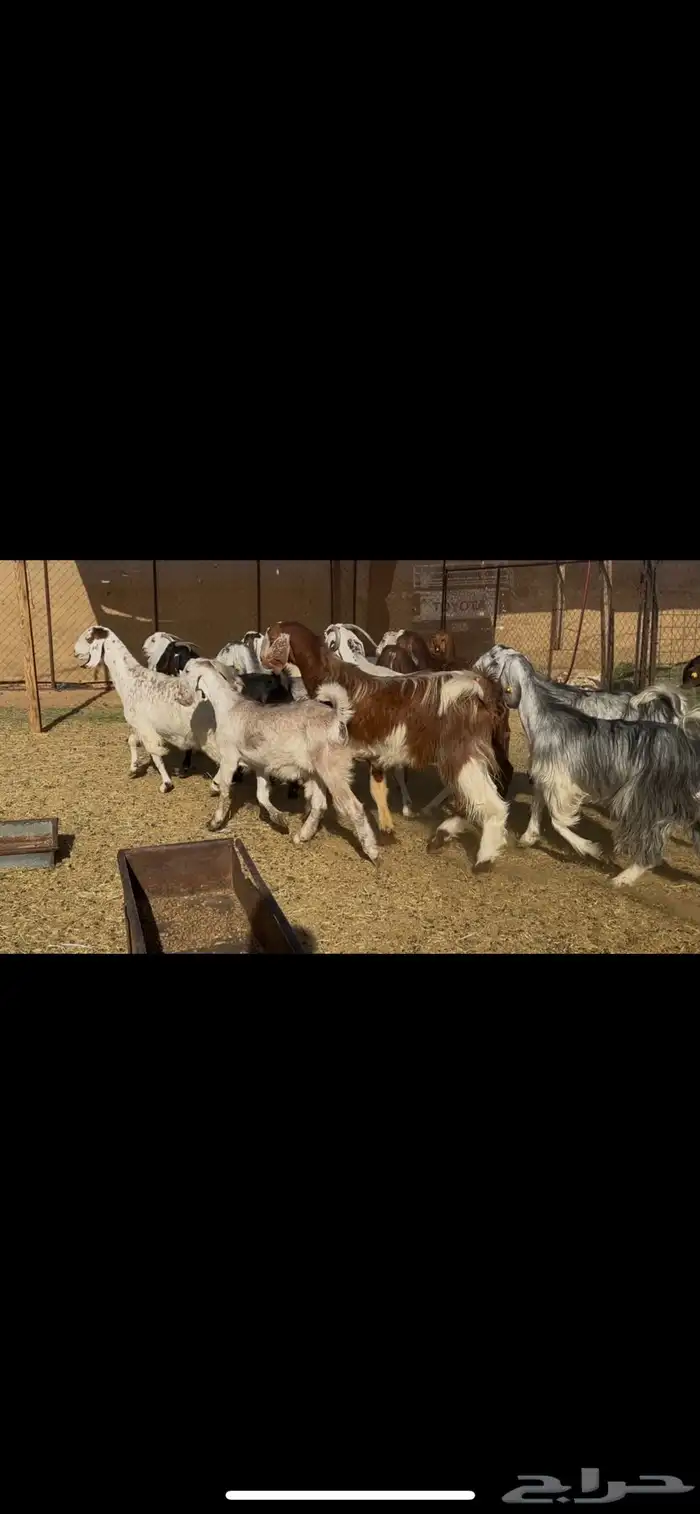 معزا مراح اباكير 12