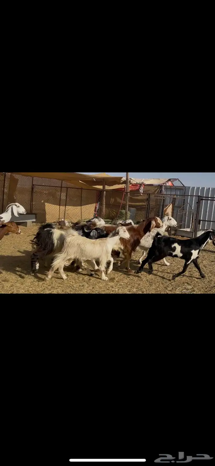 معزا مراح اباكير 11