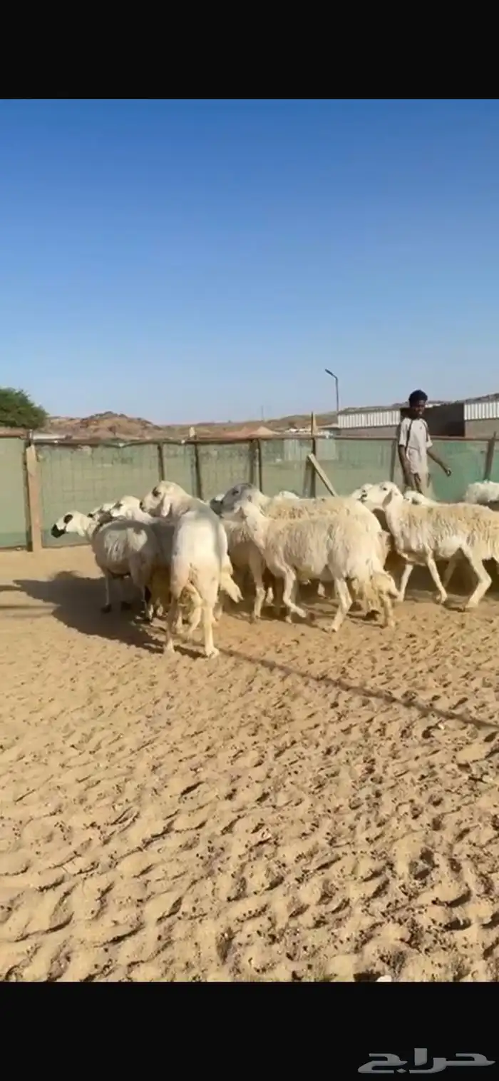 ضان للبيع 2