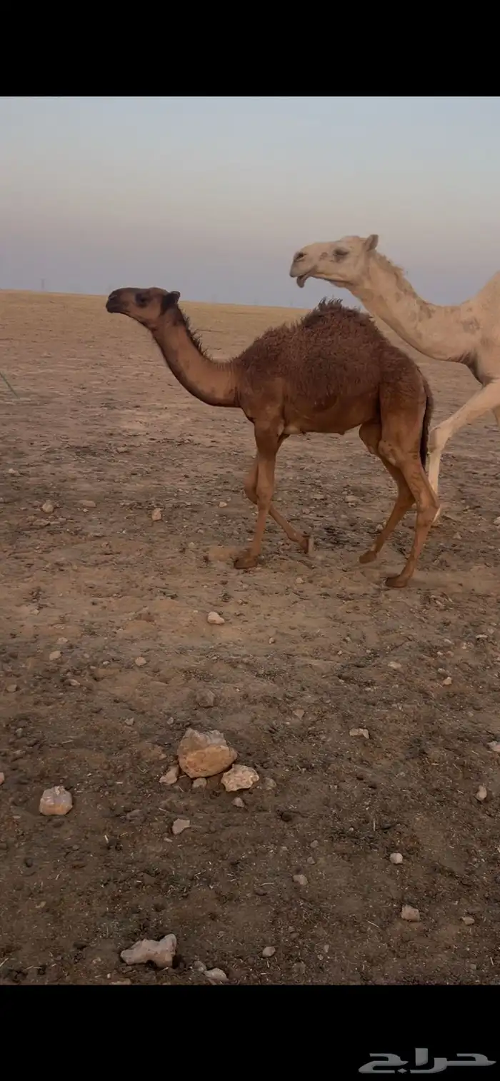 للبيع بعير اشعل قشعاني 4