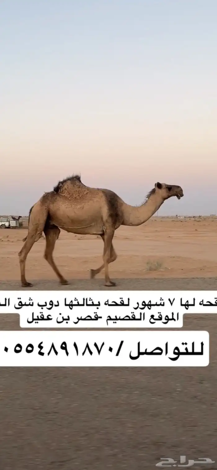 لقحه صفراء 0