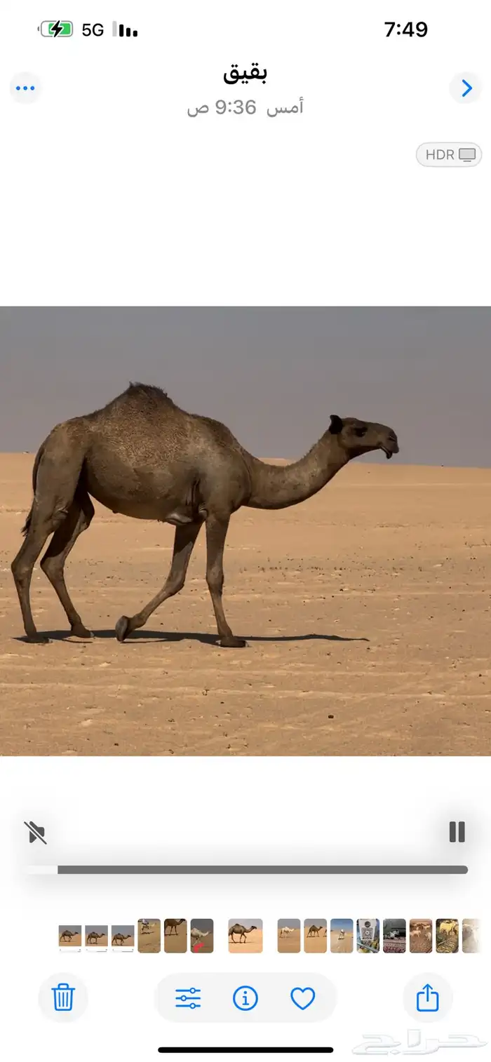 تلاث بكار جذعات 2
