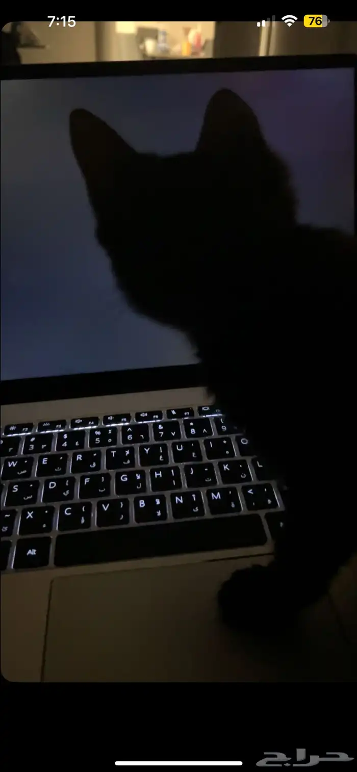 قطه للتبني 1