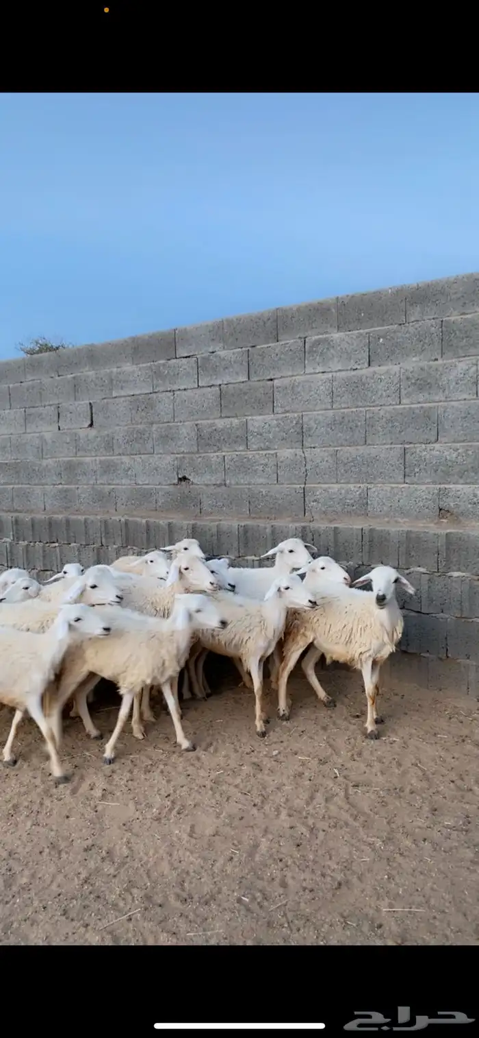 ارخال 1