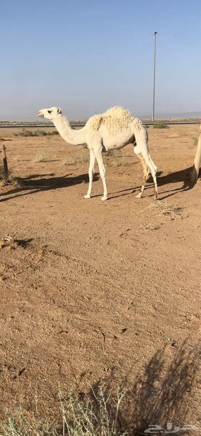 عشرا معها قعود 3
