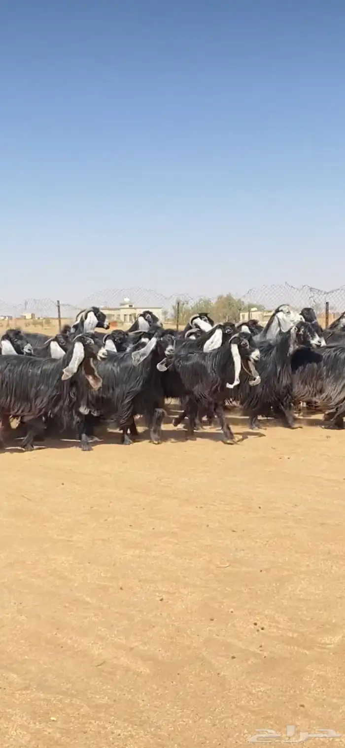 جفرات عوارض صنف 2