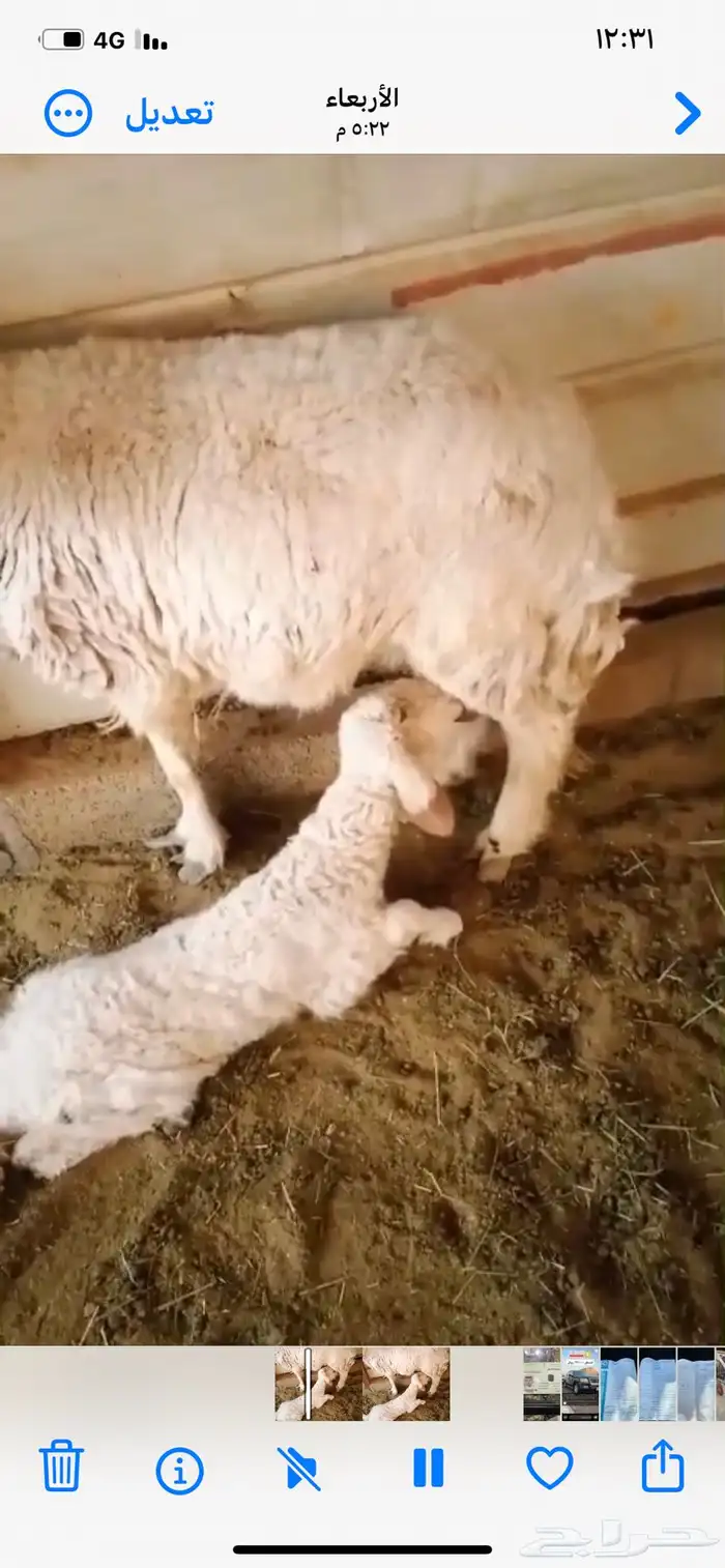 رخل للبيع 0