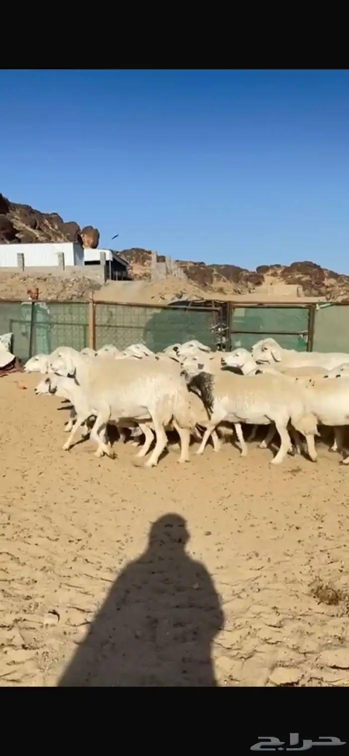 ضان للبيع 0