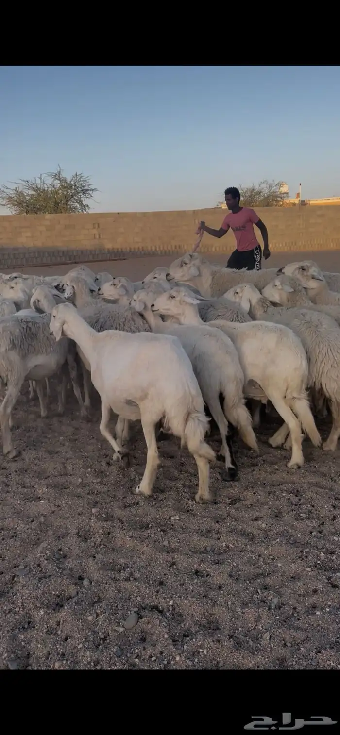 غنم دفع 10