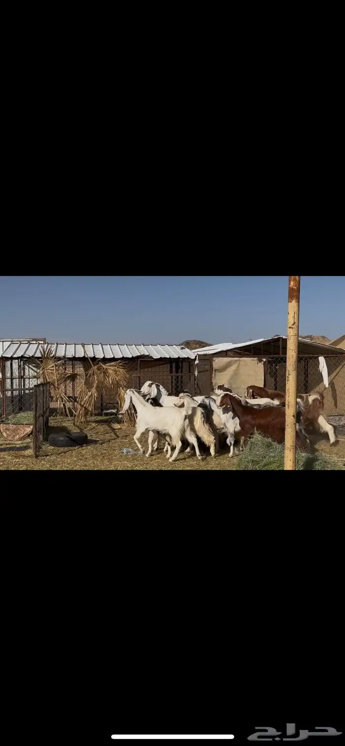 معزا مراح اباكير 4