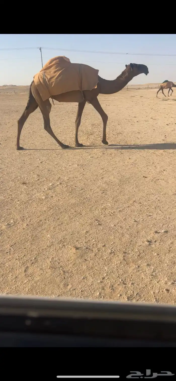 بكره صفرا دبيانيه 0