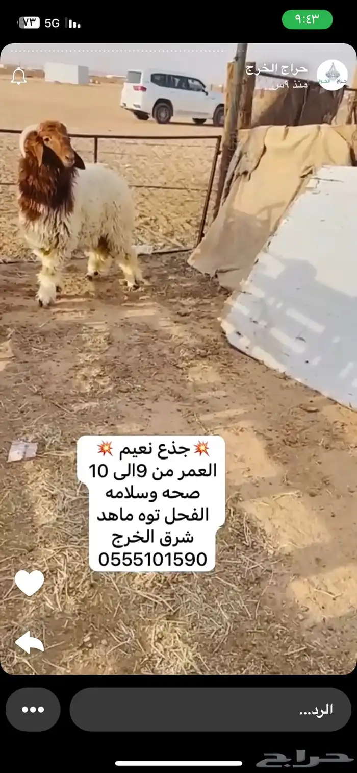 خروف جذع مشروع فحل 0