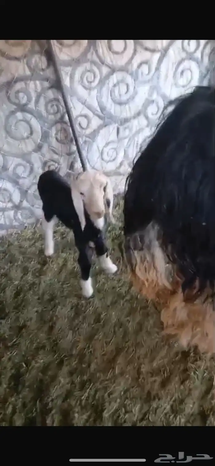 طلي نجدي فحل صنف (تم البيع) 5