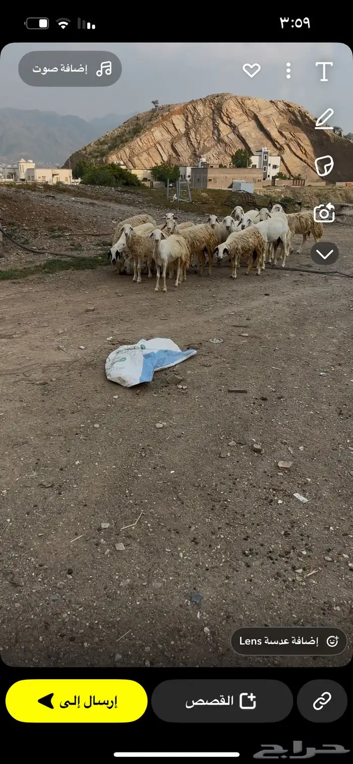 للبيع ضان مقاني 0