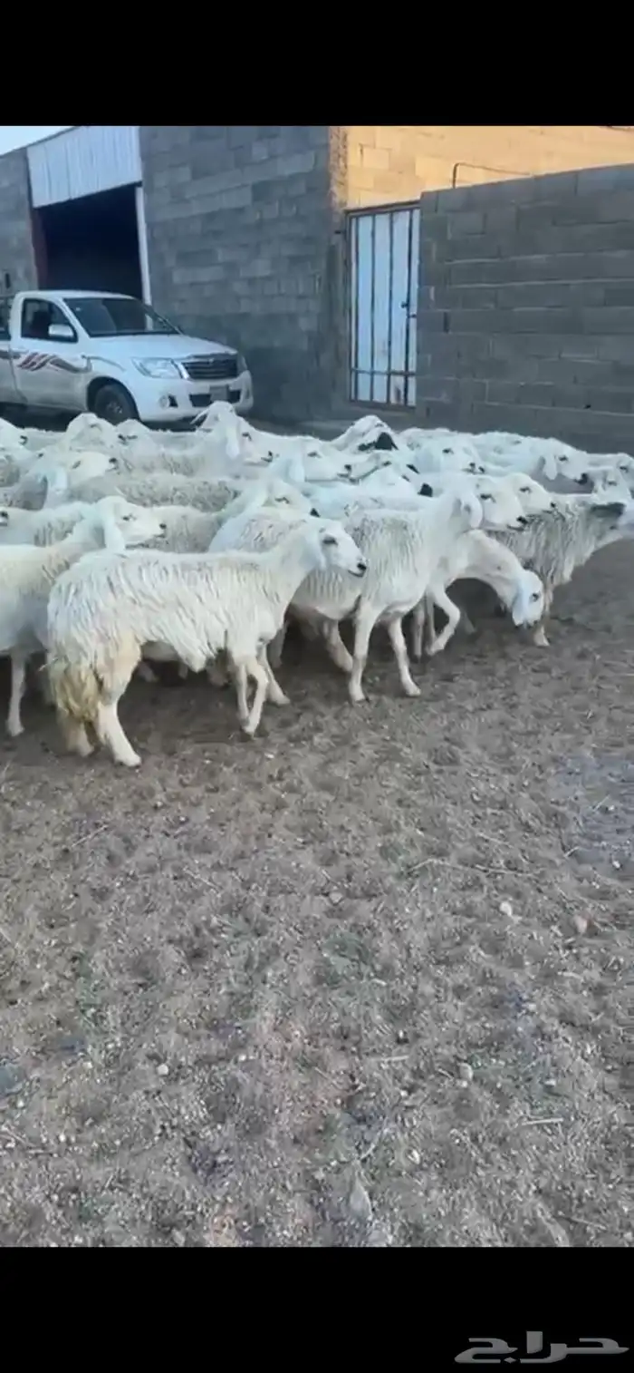 غنم دفع 20