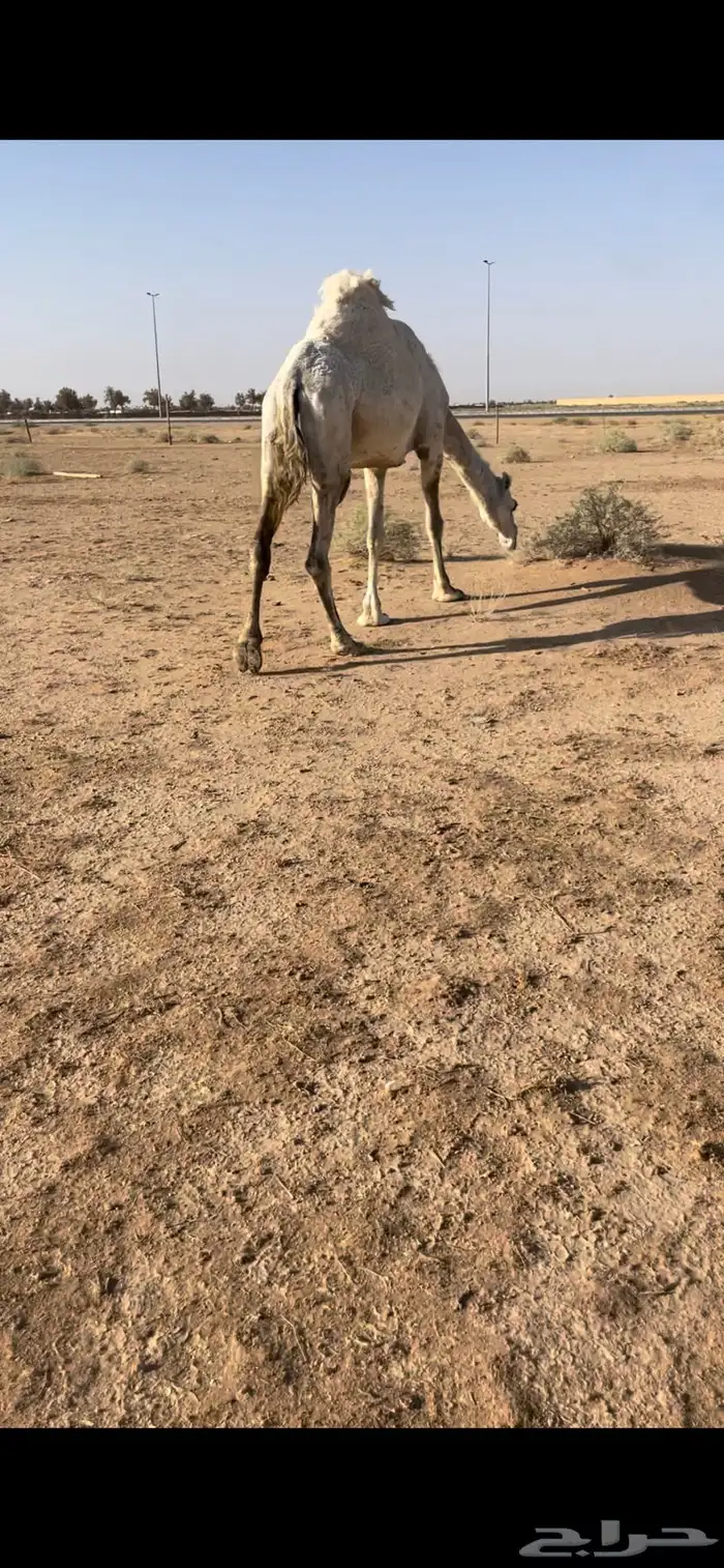 عشرا معها قعود 4