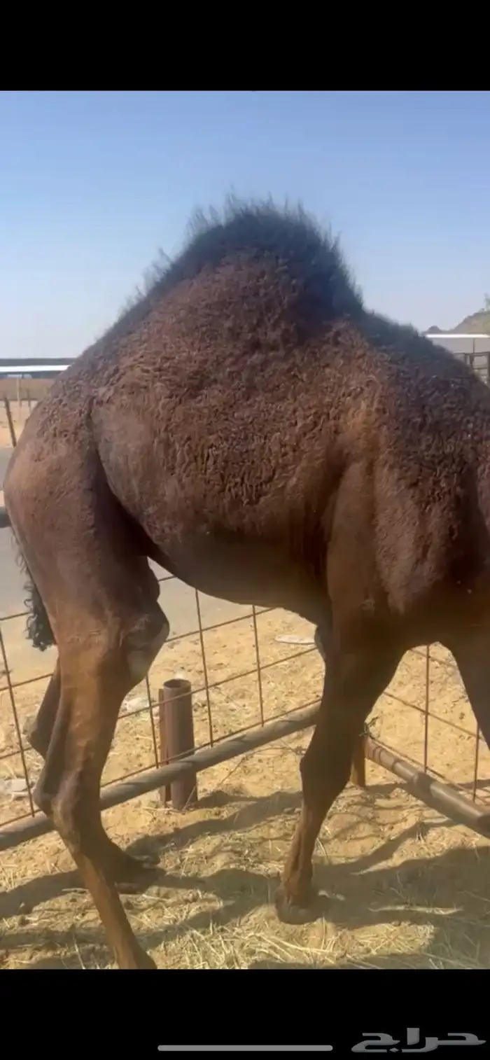 قعدان وبكار بلدي للبيع 2