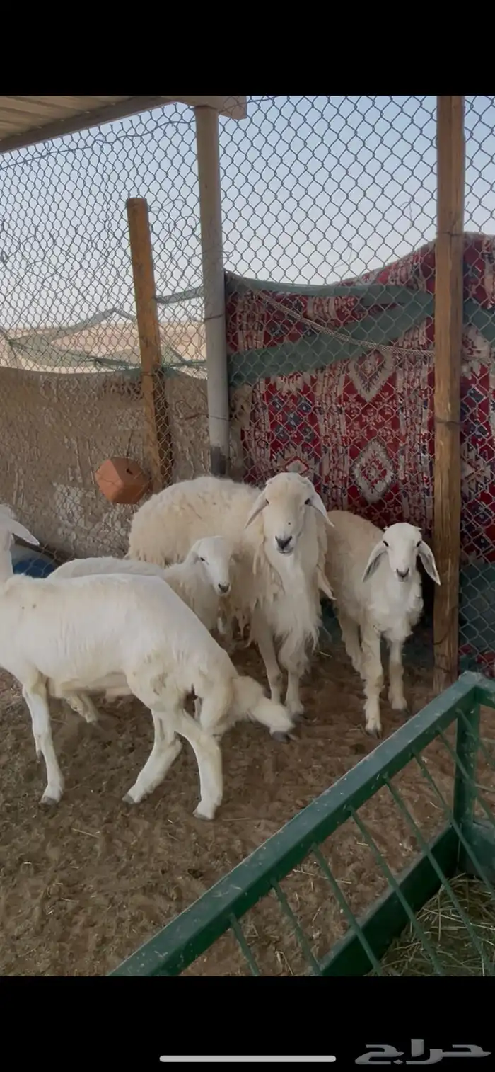 خروف فحل و ثلاث طليان 3