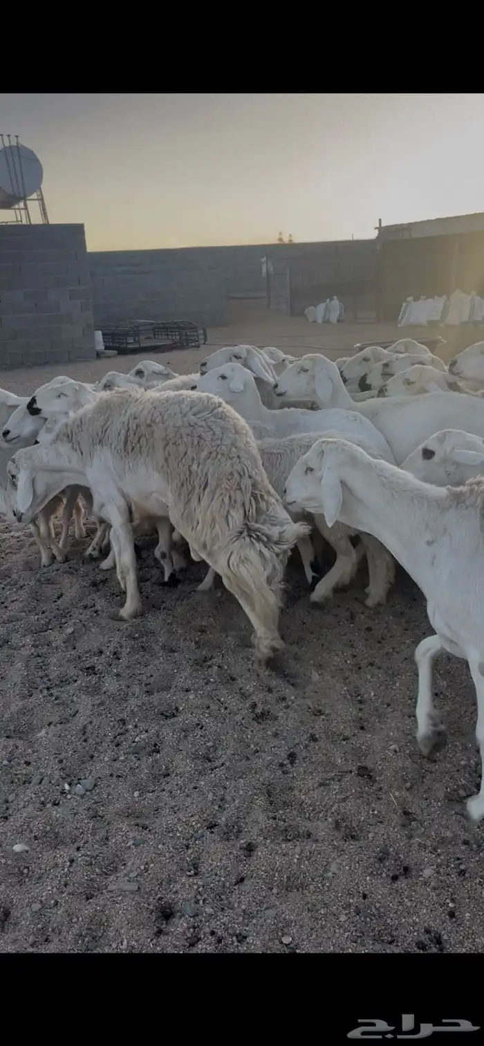 غنم دفع 5