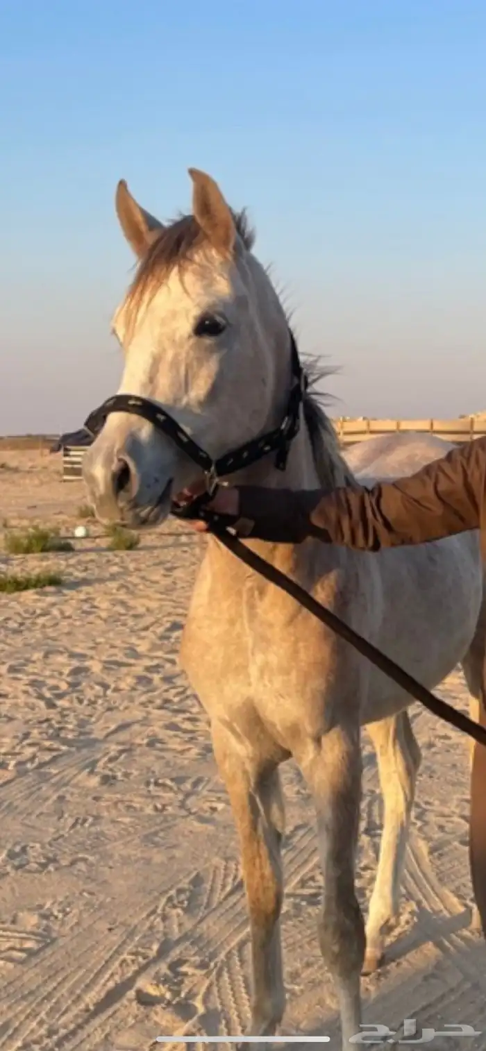 مهر عربي اصيل 1