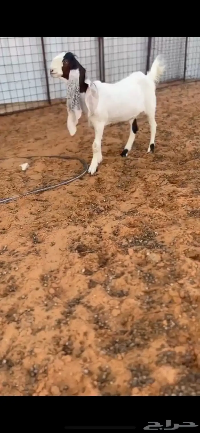 جفره مطوره 0