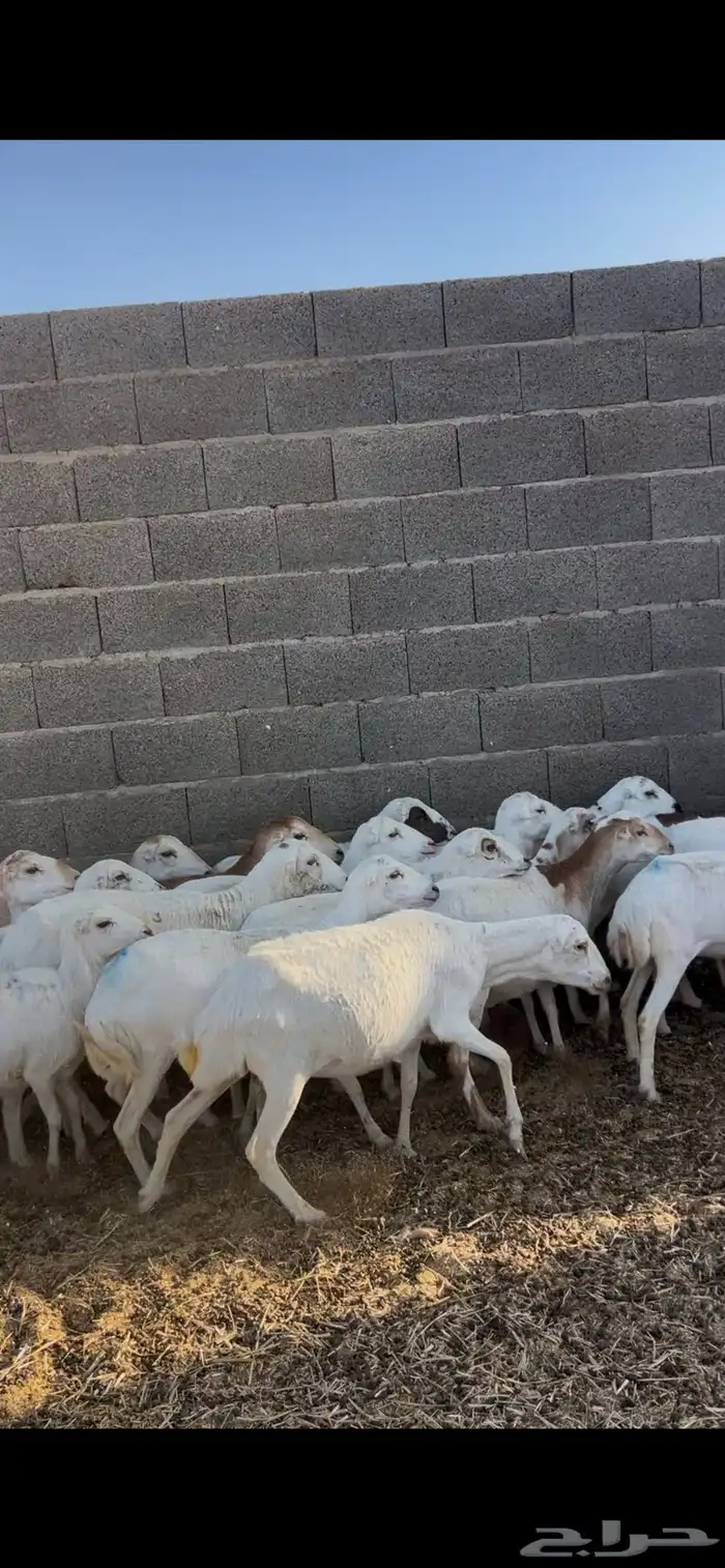 غنم رفيد للبيع 1