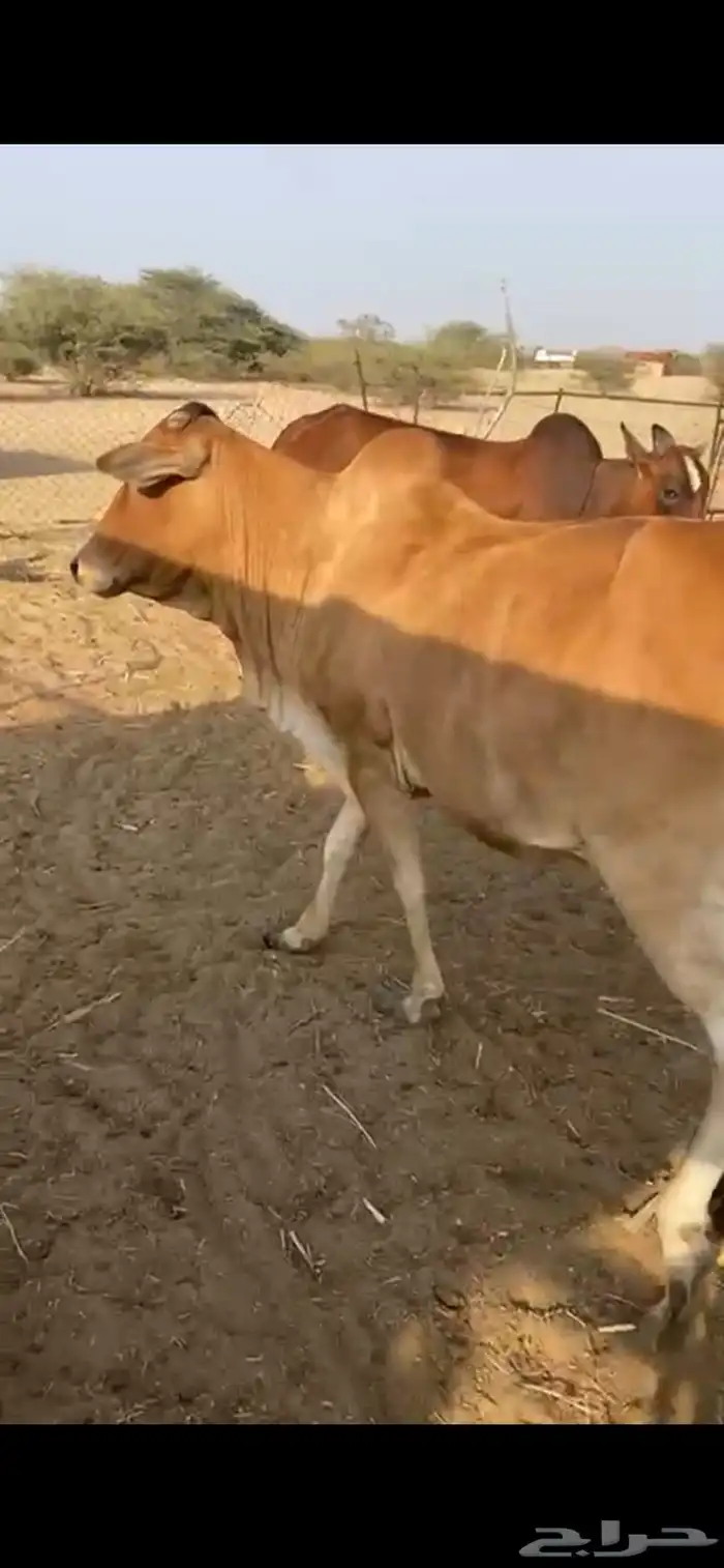 بقر ولود 0