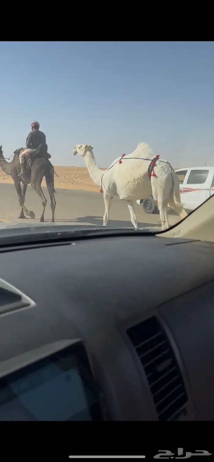 عشرا وضحا رمانيه ثنيه ضريبه جاهزه 1