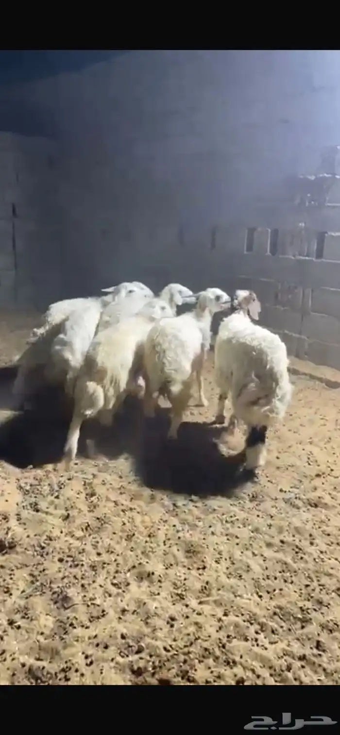 حريات رخال الخرج 1