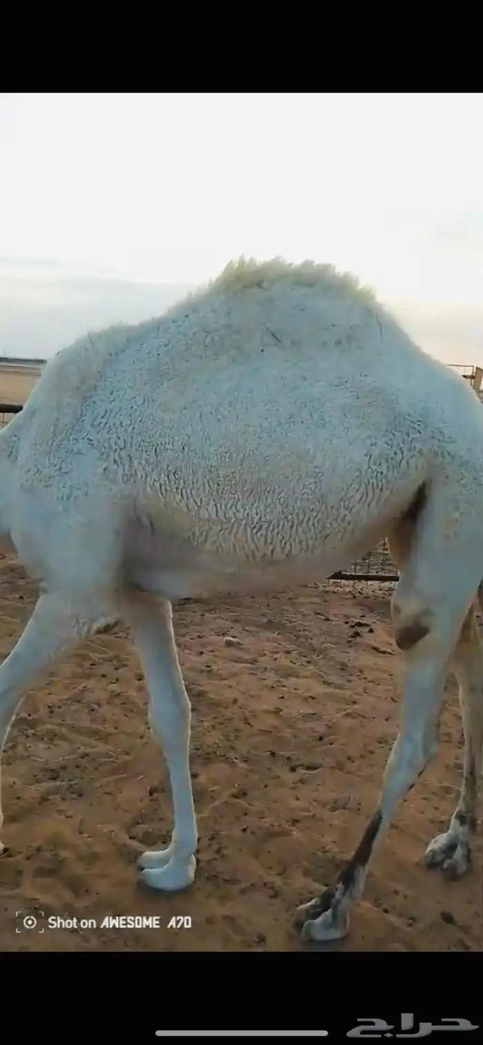 حشو بكار للبيع 2