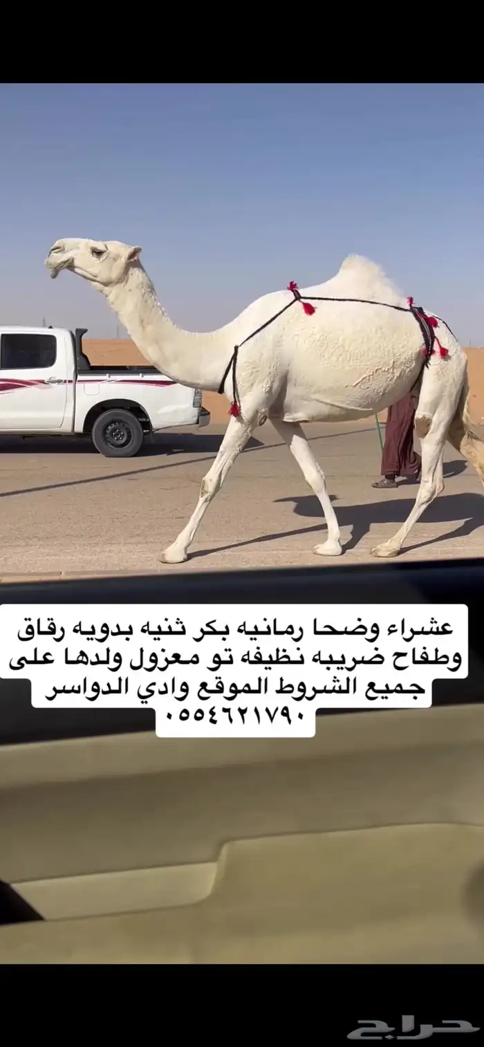 عشرا وضحا رمانيه ثنيه ضريبه جاهزه 0