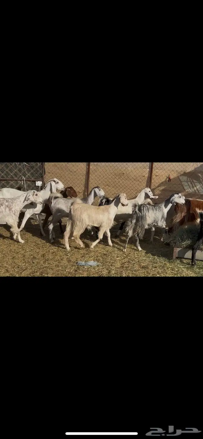معزا مراح اباكير 7
