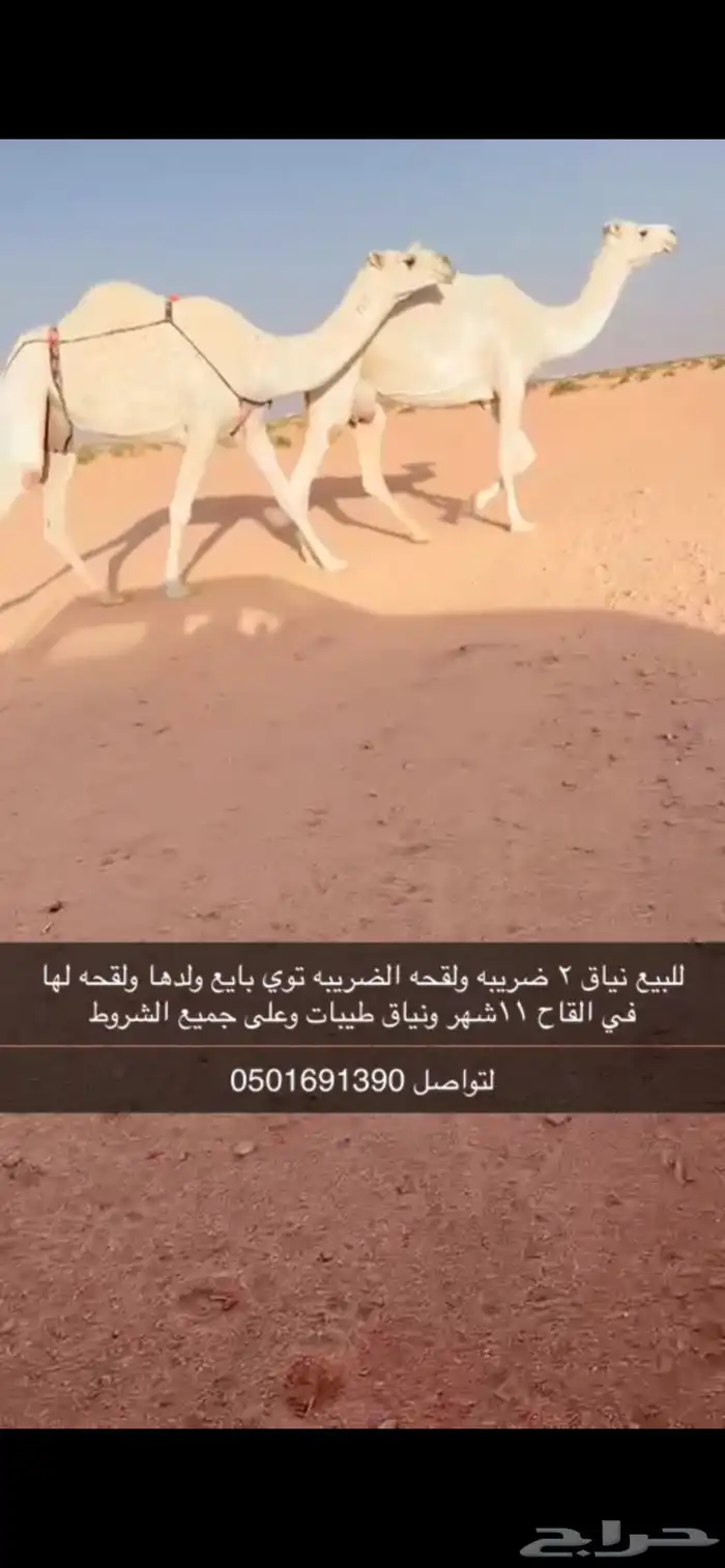 للبيع نياق لقحه وضريبه ابل كفو 0