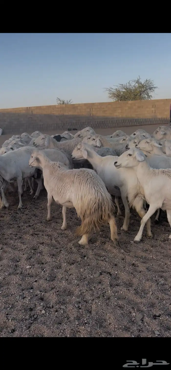 غنم دفع 6