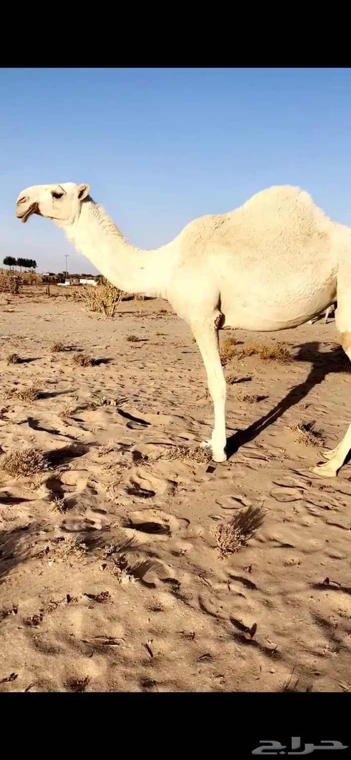 بكره ضغط عالي باتليه 0