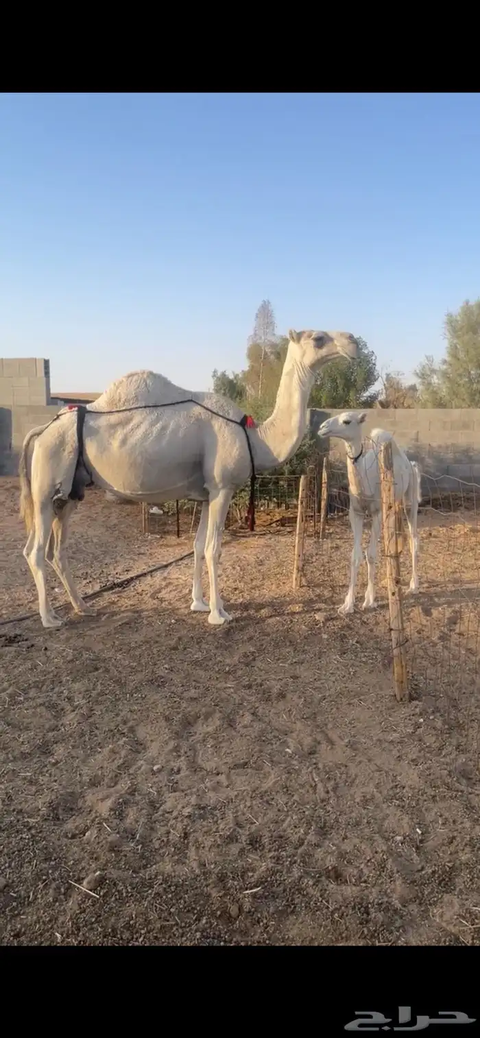 ناقه عشراء حدرها بكره باتليه كفو للبيع 0