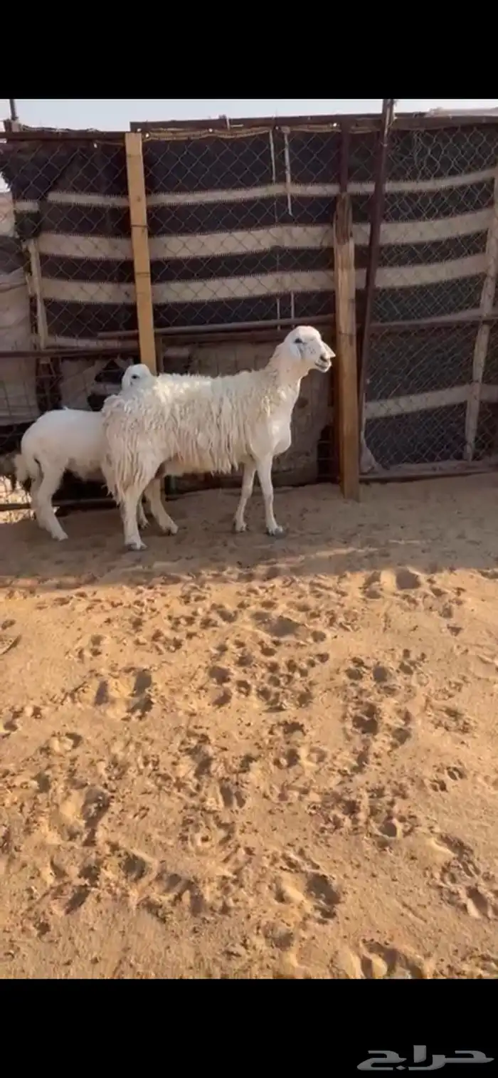 للبيع متابيع كفووو طيبات مقاني 0